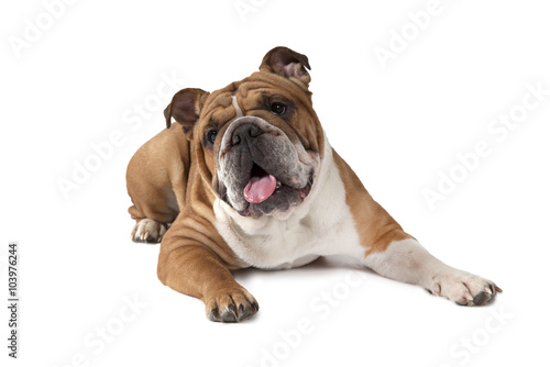 Portrait of English Bulldog on white background