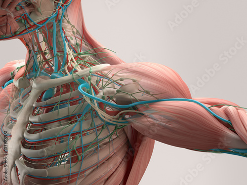 Human anatomy detail of shoulder. Muscle, bone structure, arteries. On plain studio background. Professional lighting.