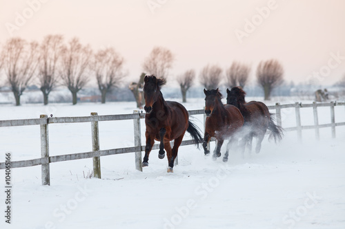 Galloping horses