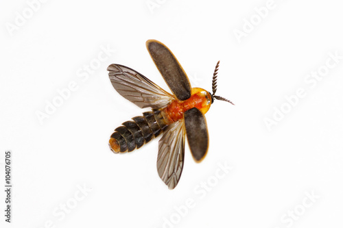 Firefly (Pyrocoelia praetexta) on white background