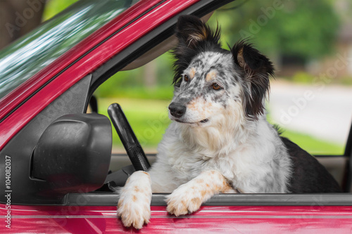 Border Collie Australian Shepherd mix dog canine in car driver seat looking happy hot excited ready cute adorable adventurous