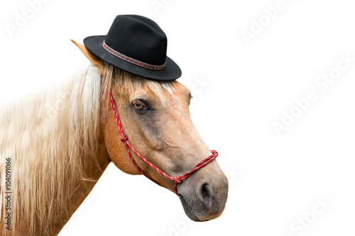 Palomino beige horse with white mane wearing black hat costume and red halter looking playful handsome sweet adorable dashing fun