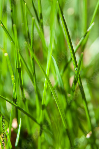Grass macro