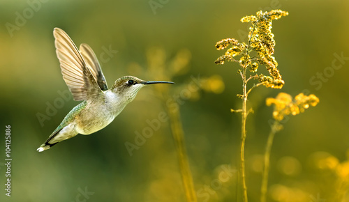 Hummingbird in the garden panoramic image