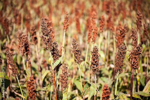 Sorghum plants in the field