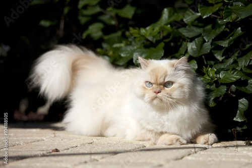 himalayan cat