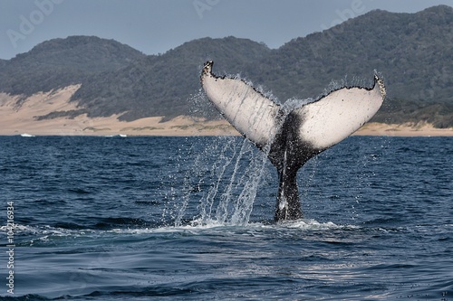 humpback whale diving south africa