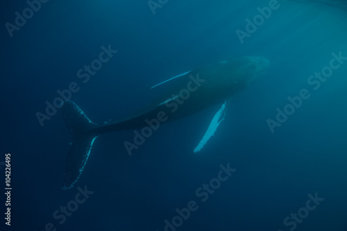 Humpback Whale in Blue Water