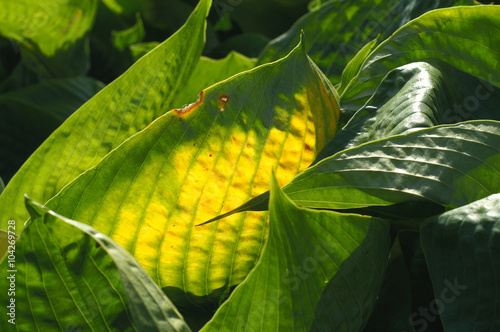 Physiological disease on Hosta