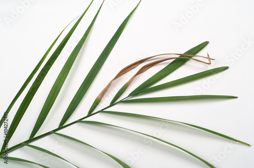 Palm leaf-curing