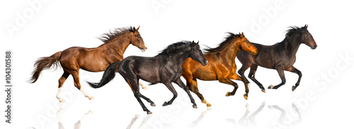 isolate of four galloping horse on the white background