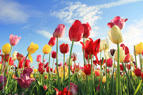 Leuchtendes Tulpenfeld und blauer Himmel