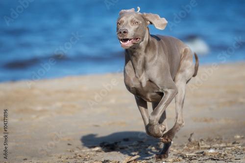 weimaraner dog running on a beach
