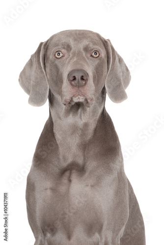 weimaraner dog portrait