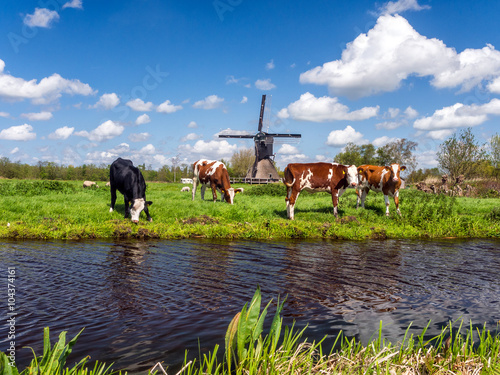 Typical Dutch landscape with cows in the meadow and a windmill near the water