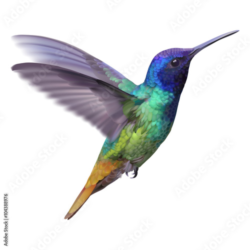 Hummingbird - Golden tailed sapphire. Hand drawn vector illustration of a flying Golden tailed sapphire hummingbird with colorful glossy plumage on transparent background. 