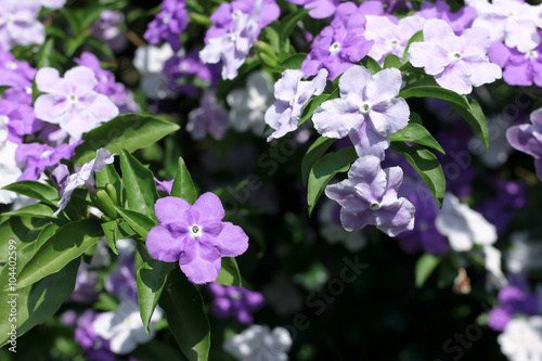 Closeup of Brunfelsia uniflora flower