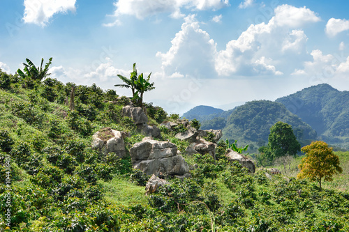 Coffee plantations in the highlands of western Honduras