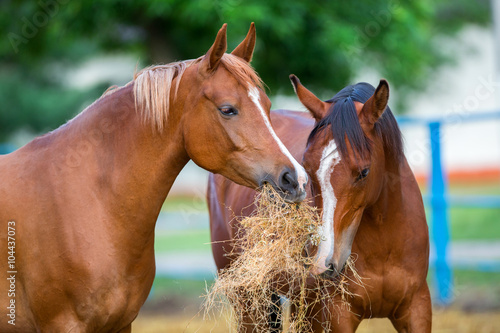Two Arabian horses eating hay