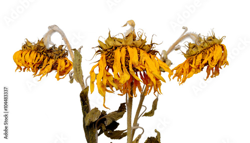 Three dried sunflowers isolated on white background