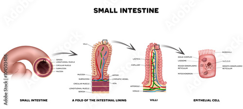 Small intestine lining