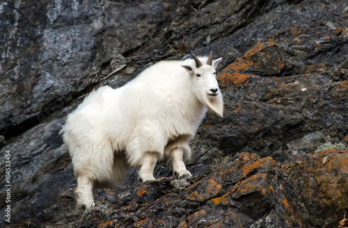 Mountain Goat