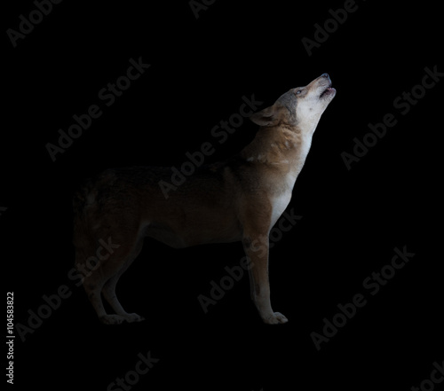 gray wolf howling in dark background
