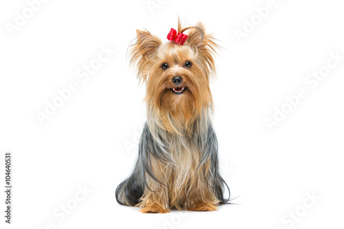 Beautiful yorkshire terrier sitting