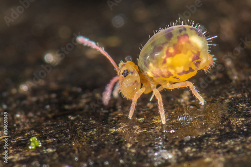 Bunter Kugelspringer (Dicyrtomina ornata) auf Totholz - Größe 2mm