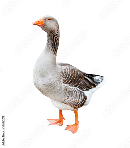 A grey goose, isolated on white background