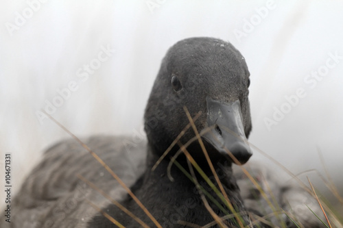 Closeup portrait of brent goose (Branta bernicla). Young bird