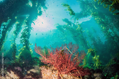 Catalina Island - Scuba diving