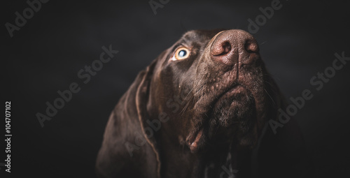 Young German pointer dog looking up. Studio shot.