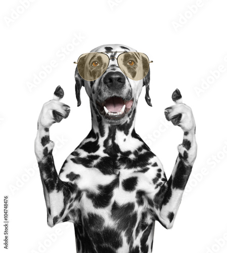 dog with glasses showing thumb up and greeting. Isolate on white