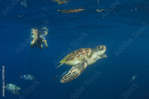 Young woman snorkeling swims with sea turtle