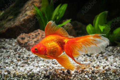 Fish. Goldfish in aquarium with green plants, and stones