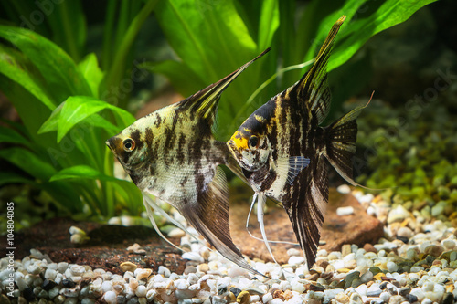 Fish. Angelfish in aquarium with green plants, and stones