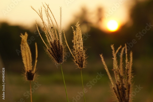 grass flower on sunset soft blur nature background, spring or summer concept