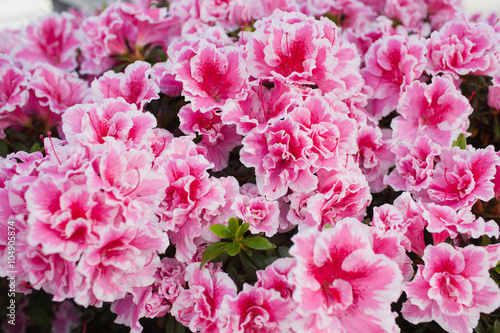 Pink azalea flower blooming all over the field