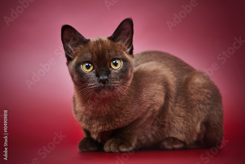 american traditional burmese kitten 