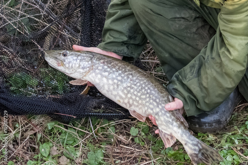 Northern Pike (Esox lucius) with fisherman