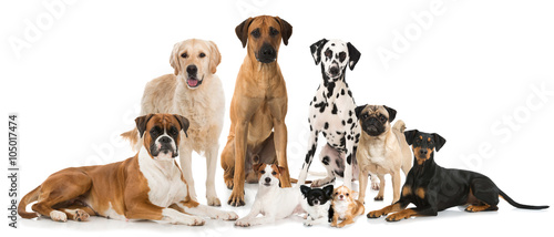 Gruppe verschiedener Hunde - Group of dogs