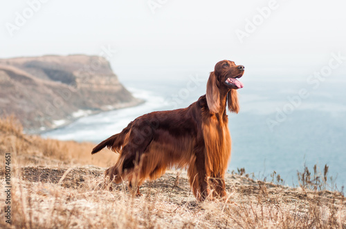 Red irish setter at Russian Island