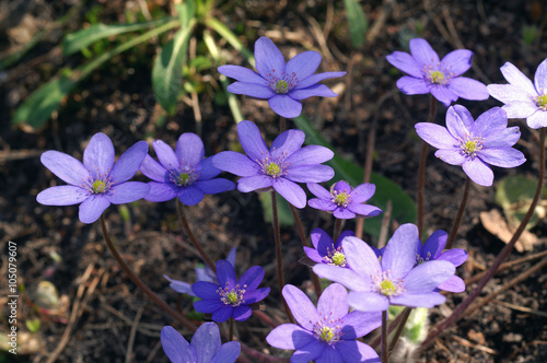 Hepatica transsilvanica