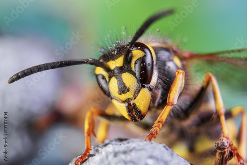 pszczoła, przyroda, oczy, szerszeń, latać, szczegół, owad