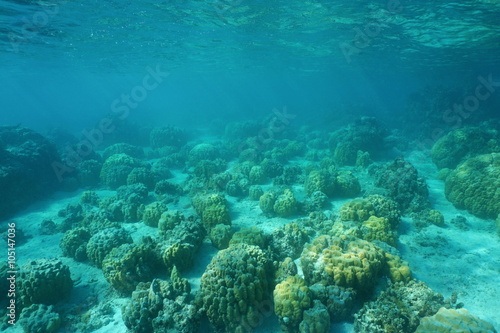 Underwater landscape of a shallow ocean floor with blocks of lobe corals, Huahine island, Pacific ocean, French Polynesia