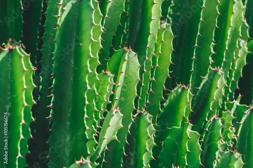Green Cactus closeup. Green San Pedro Cactus, thorny fast growing hexagonal shape Cacti perfectly close captured in the desert..