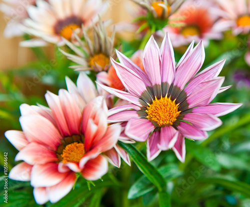 Gazania