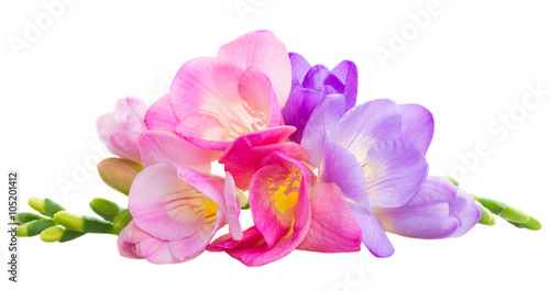 Fresh freesia flowers