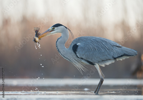 Grey heron standing in the water with big fish in the beak, clean background, Hungary, Europe